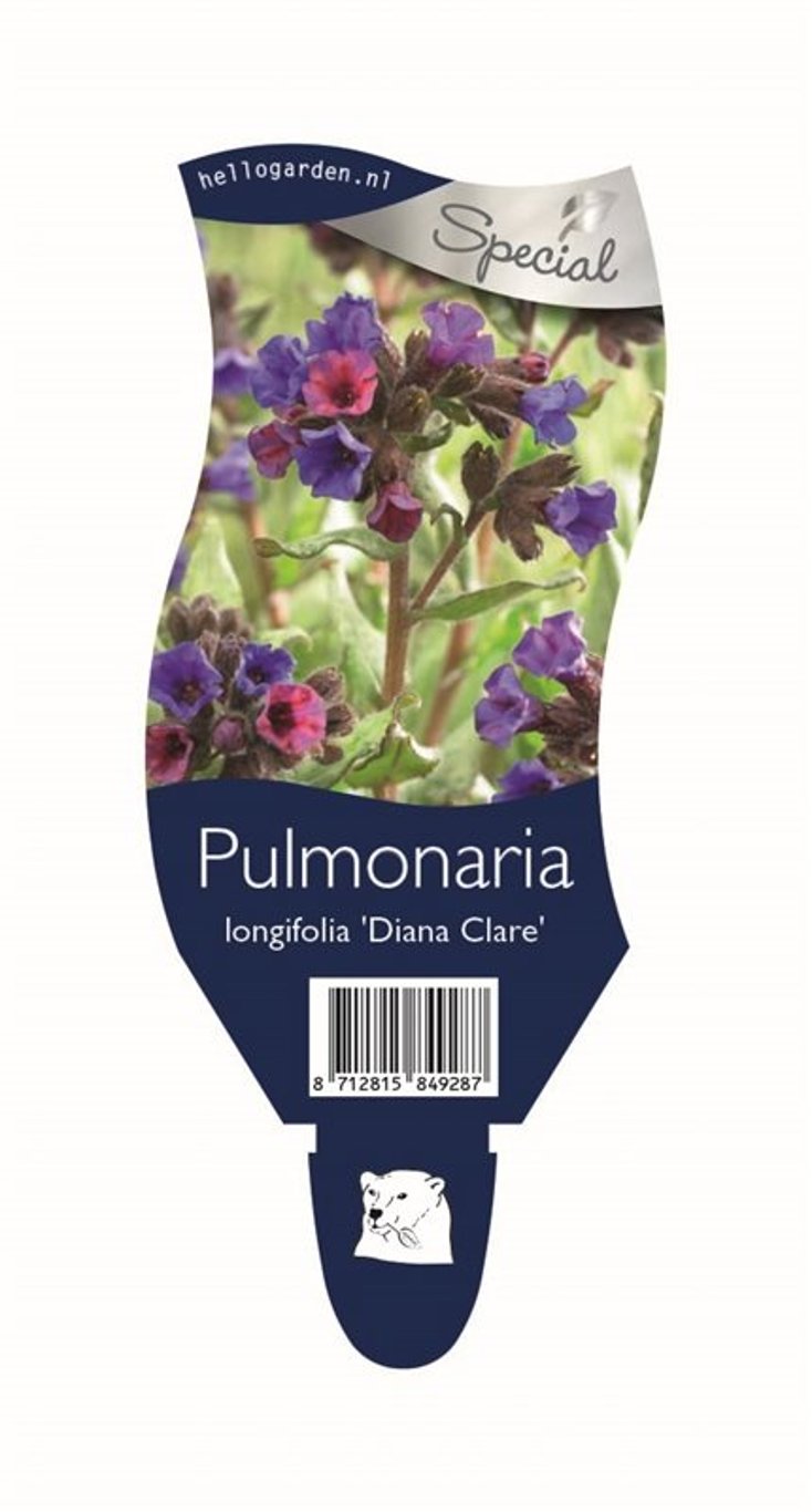 Pulmonaria long. 'Diana Clare' - P11